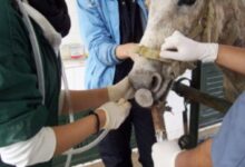 atlarda yemek borusu tıkanıklığı