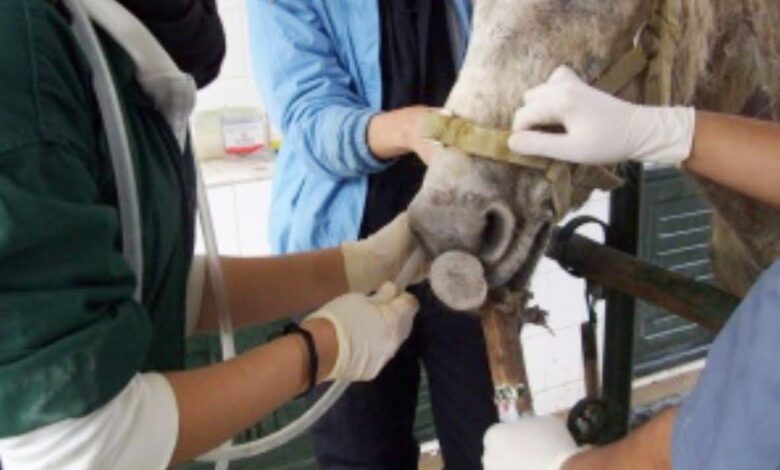 atlarda yemek borusu tıkanıklığı