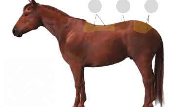 atlarda bel ağrısı ve tedavi yöntemleri