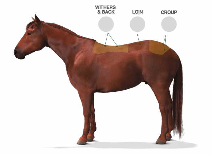 atlarda bel ağrısı ve tedavi yöntemleri