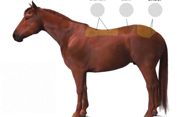 atlarda bel ağrısı ve tedavi yöntemleri