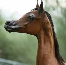 İyi Bir Arap Atı Nasıl Olmalıdır? 5