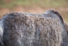 Atlarda Dermatophilosis 15