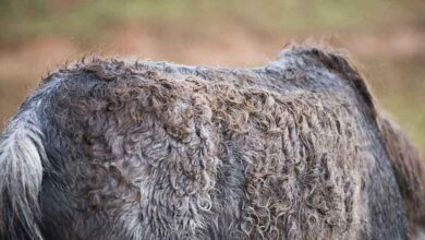 Atlarda Dermatophilosis 5