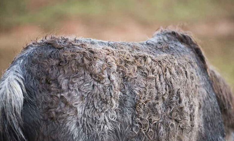 Atlarda Dermatophilosis 1