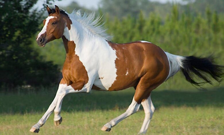 Amerikan Benekli Atı 1