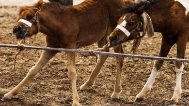 at eğitiminde dikkat edilecek hususlar