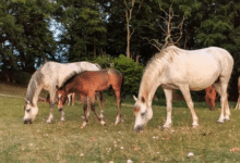 Taylar Hakkında 10 İlginç Bilgi 10