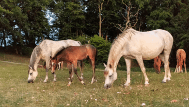 Taylar Hakkında 10 İlginç Bilgi 3