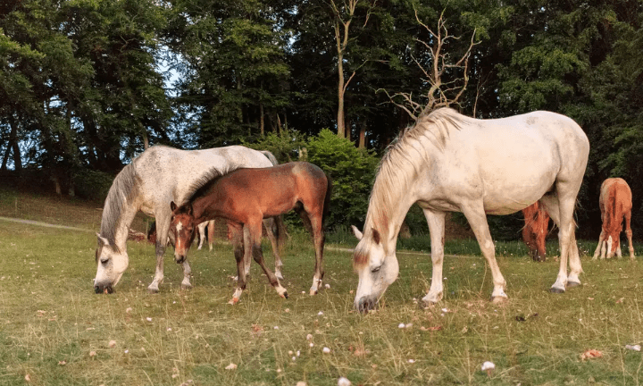 Taylar Hakkında 10 İlginç Bilgi 1