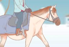 19 Adımda Karlı ve Soğuk Havalarda At Binişi ve Bakımı 7