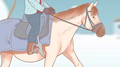 19 Adımda Karlı ve Soğuk Havalarda At Binişi ve Bakımı 5