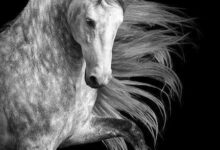 at duvar kağıdı wallpaper ücretsiz