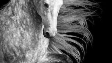 at duvar kağıdı wallpaper ücretsiz