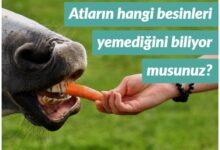 atlar ne yer ne yemez