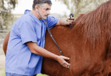 Atlarda Nabız ve Solunum Sayısı ile Vücut Isısı 13