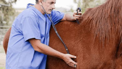 Atlarda Nabız ve Solunum Sayısı ile Vücut Isısı 4