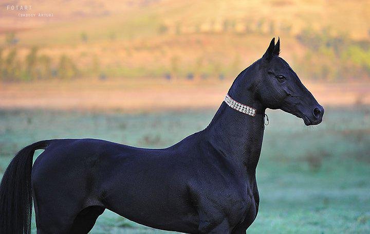 Dünyanın En Güzel Atı: Ahal Teke Atının 7 Az Bilinen Özelliği