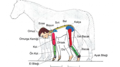 at ve insan anatomisi