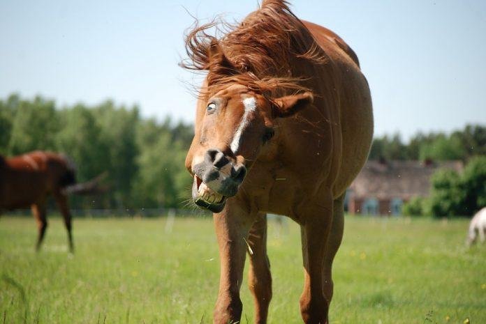 pony nedir? en sevilen pony atları hangileridir