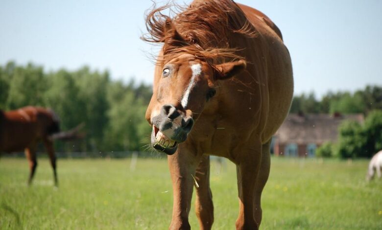 pony nedir? en sevilen pony atları hangileridir