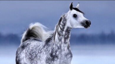 İhtişamıyla İnsanları Büyüleyen En Güzel Arap Atları 17