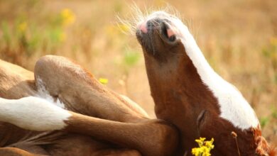 yatarak uyuyan atlar