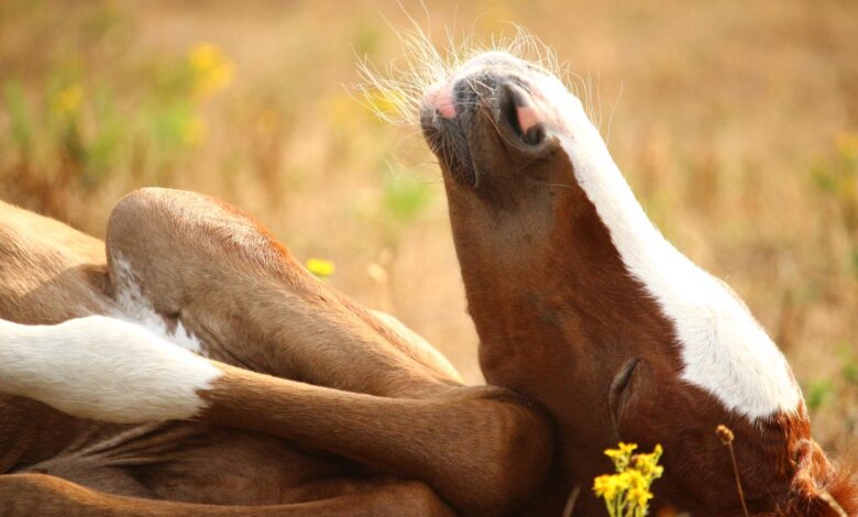 yatarak uyuyan atlar