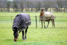 Olur mu böyle şey? Atlarla Hiçbir Şey Yapmama Sanatı 6