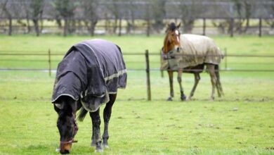 Olur mu böyle şey? Atlarla Hiçbir Şey Yapmama Sanatı 2