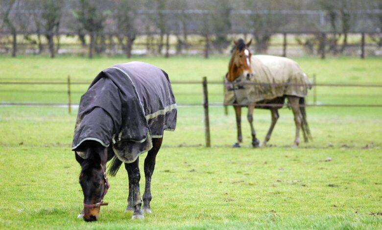 Olur mu böyle şey? Atlarla Hiçbir Şey Yapmama Sanatı 1