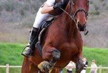 binicilik malzemeleri