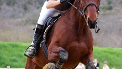 binicilik malzemeleri