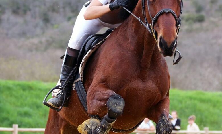 binicilik malzemeleri