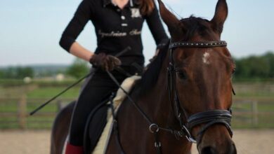 satilik atlar, at satın alma sırasında dikkat edilecek hususlar