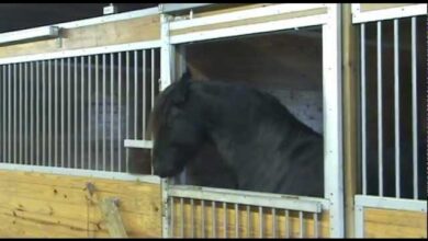 Atların Komik Organize Kaçış Planı! 5