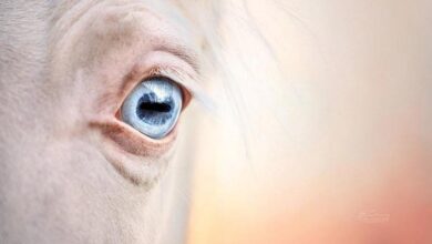 at resmi elina lindgren