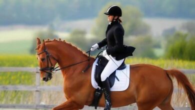 At Binmenin Faydaları