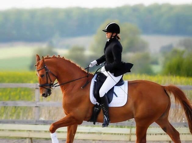 At Binmenin Faydaları