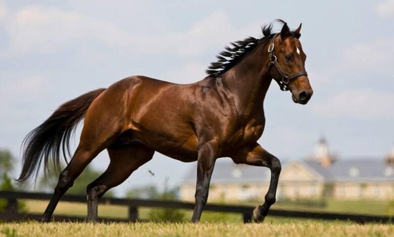 Atların Diş Bakımı Nasıl Yapılır? 1