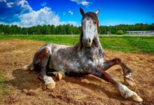 atlar kaç yıl yaşar