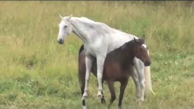 Kafası Karışık Komik Atlar 2