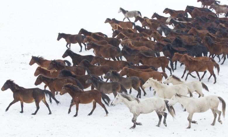 yılkı atları nedir, yılkı atları nerede yaşar