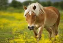 Atlarda Fizik Tedavi Nasıl Yapılır? 13