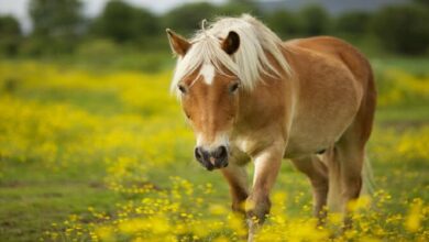 Atlarda Fizik Tedavi Nasıl Yapılır? 10