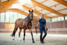 Atlarda Solunum Sistemi Tedavisi 12