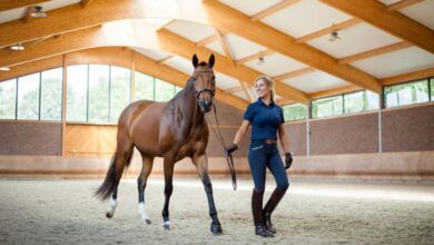 Atlarda Solunum Sistemi Tedavisi 6