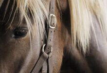 Atlarda Yaşanan Göz Rahatsızlıkları Nelerdir? 15