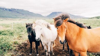 Atların Kışın Bakımı Nasıl Yapılmalıdır? 1
