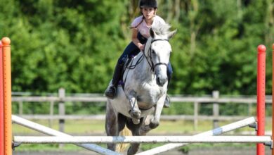 Binicilik Sporu, Tarihi, Kuralları, Faydaları 12